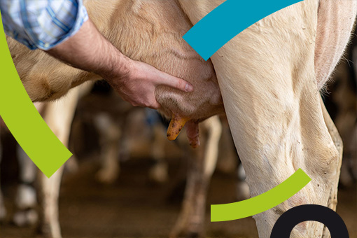 Webinaire Vetoquinol