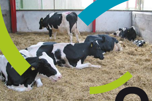 Objectif lait : pourquoi la prépa-vêlage fait la différence