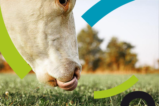 Vermifugation : identifiez les vaches à traiter en 3 clics !