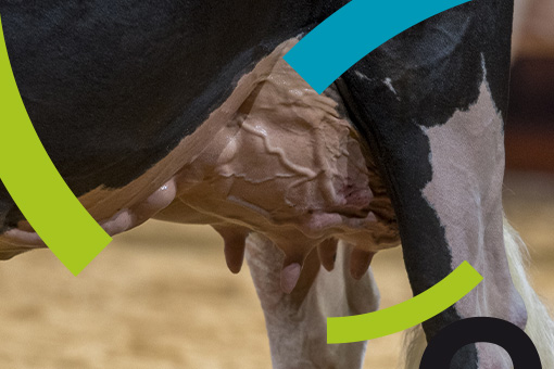 Mammites : comment s’en prémunir et diminuer les coûts