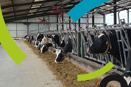 Stress thermique : des idées pratiques, pour garder vos vaches au frais