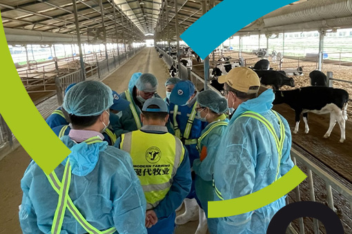 Visite guidée : le quotidien étonnant d’une méga ferme laitière en Chine
