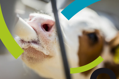 Alimentation des veaux : et si on faisait fausse route ?