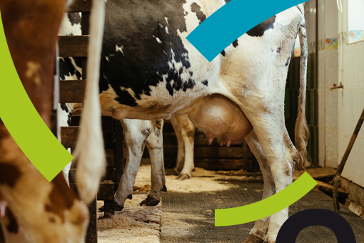 Mammites : quels bénéfices à agir dès les premiers signes ?