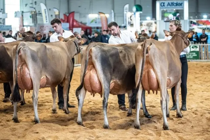 L'éleveur, Thomas Saunier (Gaec du Gué), au centre, sur le ring d'Agrimax en 2022.
