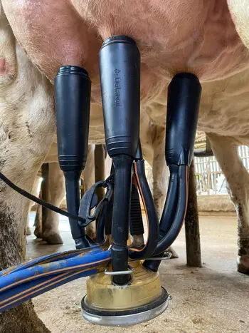 Faisceau Harmony, après rénovation, muni des cartouches DeLaval Evanza Retrofit.