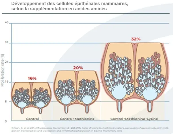 Développement des cellules épithéliales mammaires, selon la supplémentation en acides aminés, d