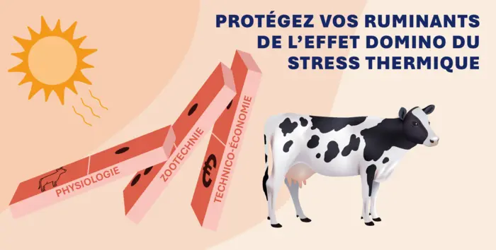 photo domino ruminants