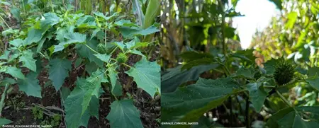 Des Datura ont été signalés en 2025. Ici, en Bretagne.