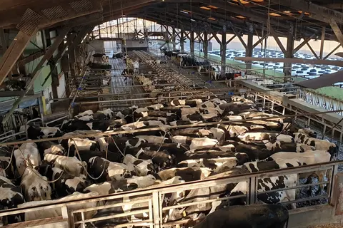 Aire d'attente et vue intérieure de l'étable, au Gaec Losser