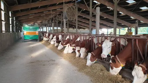 90 montbéliardes en ration complète au Gaec des Champey