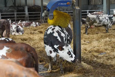 Gaec des Clairventes brosse