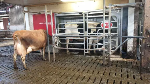 hostein et jersiaise au robot