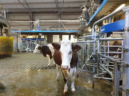 Stalles Delaval au Gaec Le Champenois