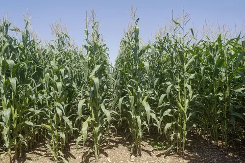 Maïs Leafy, chez Semental, avec 40 % de surface foliaire en plus.