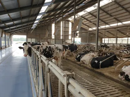 18 h de lumière à 200 lux sont recommandés pour la production laitière