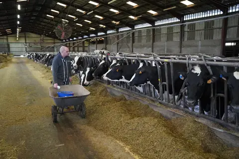 Guillaume Vince, du Gaec des Pensées, supplémente à la main ses vaches vêlées, pendant deux mois.