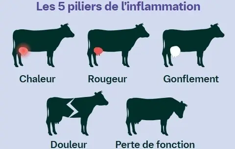Les piliers de l'inflammation par Boehringer Ingelheim