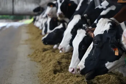 Vaches à l'auge