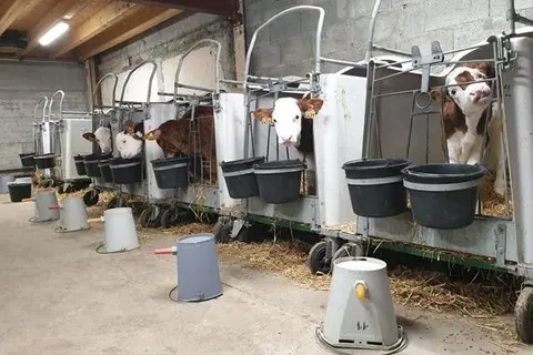 les mouches se reproduisent sous les niches par exemple