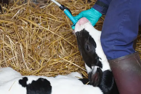 Moins d'un colostrum sur quatre respectait les seuils de contamination bactériologique (flore totale), dans l'enquête.