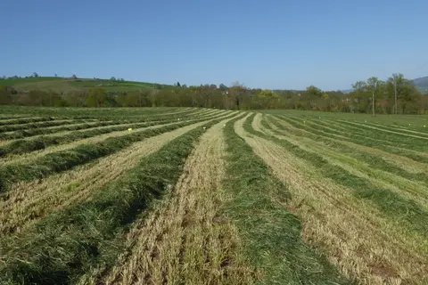 andain reserré faucheuse conditionneuse