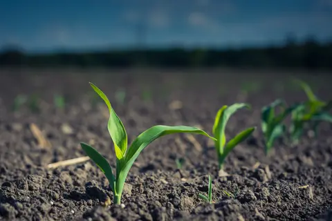 Le jeune maïs est susceptible de subir des attaques de corvidés.