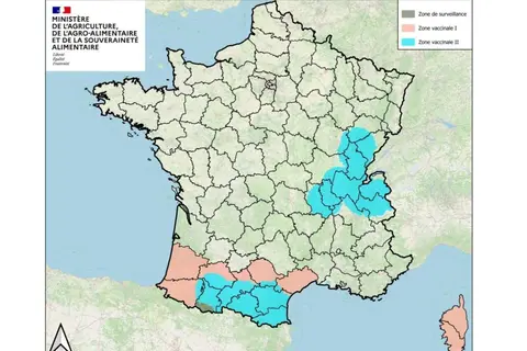 La vaccination DNC reprend en commençant par la Savoie, la Haute Savoie, l'Isère et l'Ain
