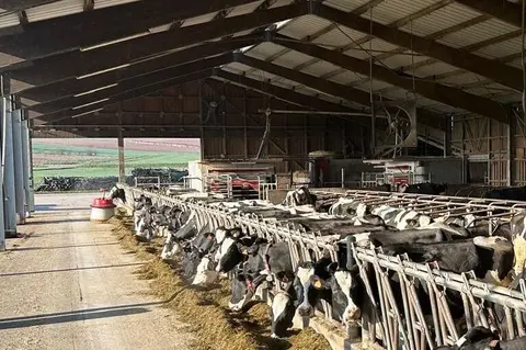 Dans l’étable de l’Earl du Lavoir, Bas-Rhin, 1er de la Top Liste PLM Bio 2026