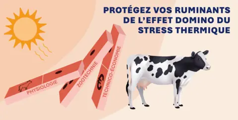 photo domino ruminants