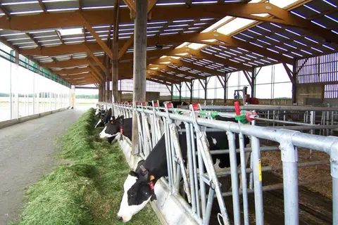 Dans l'étable des taries et génisses de l'Earl de Cesnay, 1er Top Liste 2026 Hors contrölle