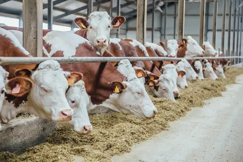 ELO Grands Troupeaux